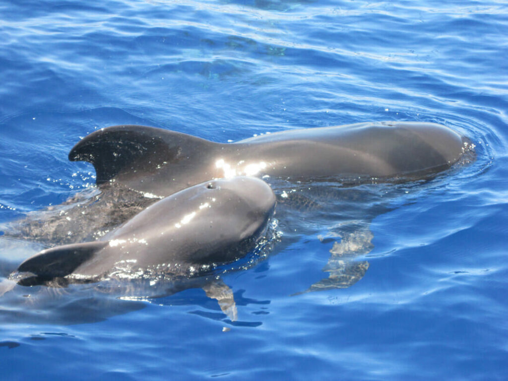 catamarano tenerife