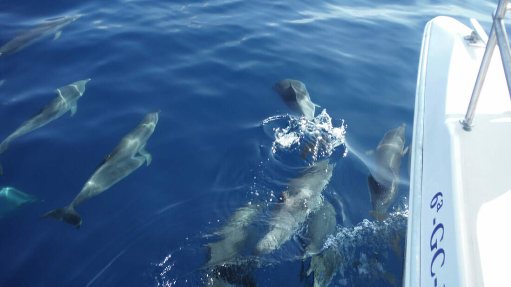 Dolphins and whales in tenerife
